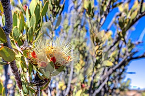 Yellow Protea