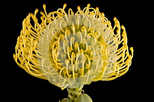Yellow Protea Pincushion Closeup Centre