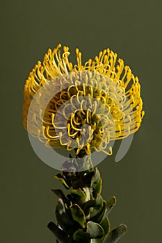 Yellow Protea Pincushion Diagonal flower on green Background. Leaves and Stem visible.