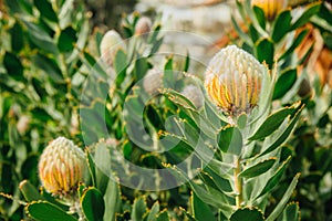 Yellow protea pincushion flowers, Leucospermum cordifolium in Kings Park, Perth, WA, Australia