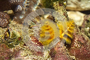 Yellow Protula Worm