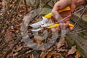 Yellow pruning shears in the hand of the gardener. Early spring and late autumn are the time to prun the bushes in the garden