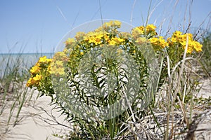 Yellow Puccoon on a Lake Huron sand dune - Ontario