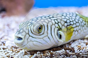 Yellow puffer fish on water