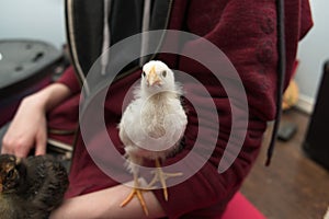 Yellow pullet chicken indoors looking at camera sitting on arm