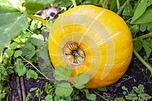 yellow pumpkin