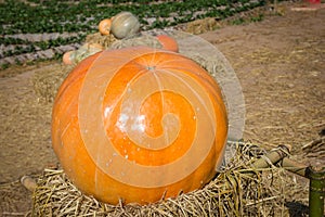 Yellow pumpkin