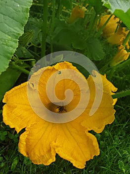 Yellow pumpkin flower and a bee