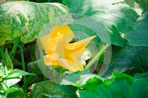 Yellow pumpkin flower close up on a background of green leaves