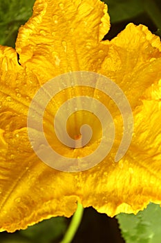 Yellow pumpkin flower closeup with water drops