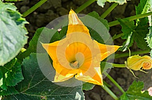 Yellow pumpkin flower, green plant garden