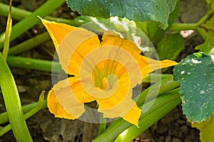 Yellow pumpkin flower, green plant garden