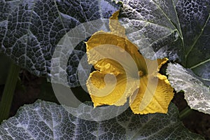 Yellow pumpkin flower among large green leaves