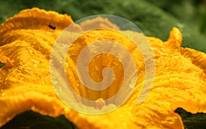 Yellow pumpkin flower with leaves in the farm field