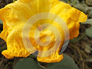 Yellow pumpkin flower in morning time