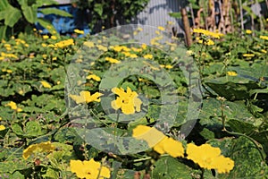 Yellow pumpkin flowers