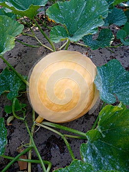 A pumpkin growing in a farm on a vine