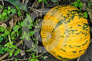 Yellow pumpkin growing in the garden outside