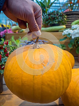 Yellow pumpkin in the hand. Big pumpkin in man hand. Red pumpkin holding hand. Beautiful big pumpkin