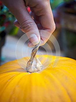 Yellow pumpkin in the hand. Big pumpkin in woman hand. Orange pumpkin holding hand. Beautiful big pumpkin
