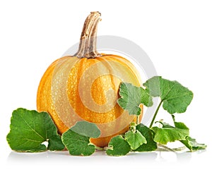Yellow pumpkin vegetable with green leaves