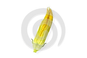 Yellow pumpkin or zucchini flower isolated on white background. Top view. Edible squash flowers