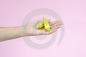 Yellow pumpkin or zucchini flowers in female hand isolated on pink background