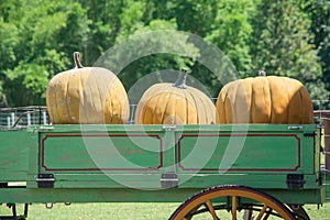 Yellow pumpkins on rickshaw at countryside whit green trees background.