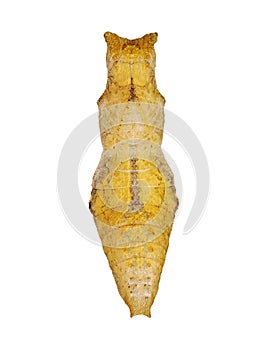 A yellow pupa of the lime swallowtail butterfly isolated on white background.