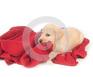 Yellow puppy and red blanket