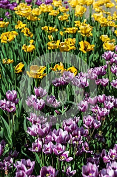 Yellow and Purple Bed of Tulips