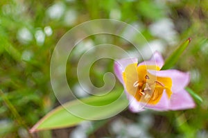 Yellow-purple blooming tulip flower on a blurred spring grass background.