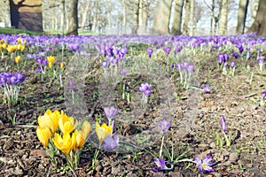 Yellow and Purple Crocuses in a public park