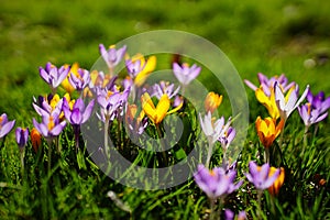 Spring in Munich again