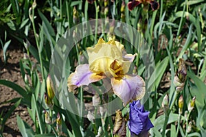 Yellow and purple flower of bearded iris in May