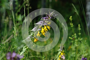 Yellow-purple flower of Wood Cow-Wheat Melampyrum nemorosum in the forest on a sunny summer day, close-up