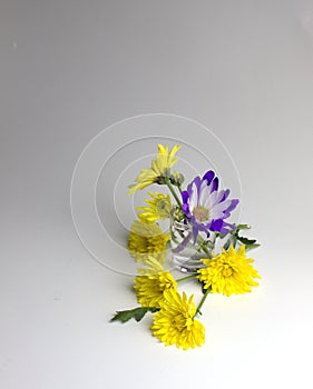 Yellow and purple flowers on medium tone background