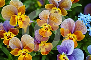 Yellow-purple garden pansies spring bedding in detail