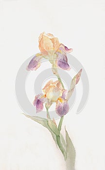 Yellow-purple iris flowers watercolor painting photo