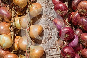 Yellow and purple onions are dangling from a wall in the Cangas de Onis Sunday market