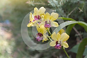 Yellow and Purple orchid bouquet flower bloom in the garden.