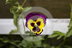 Yellow and purple Pansie