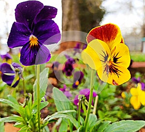 Yellow and purple pansy flower with water droplets beautifying the garden