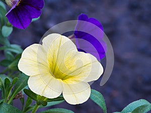Yellow and Purple Petunia Flowers Blooming