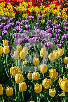 Yellow Purple and Red Tulips