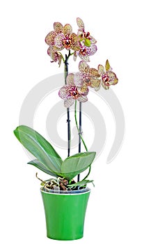 Yellow with purple spots branch orchid flowers, Orchidaceae, Phalaenopsis known as the Moth Orchid