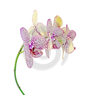 Yellow with purple spots branch orchid flowers, Orchidaceae, Phalaenopsis known as the Moth Orchid