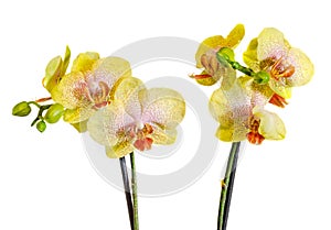 Yellow with purple spots branch orchid flowers, Orchidaceae, Phalaenopsis known as the Moth Orchid