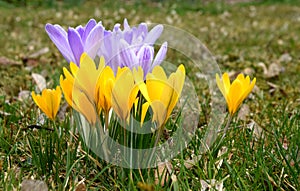 Yellow and Purple Spring crocuses