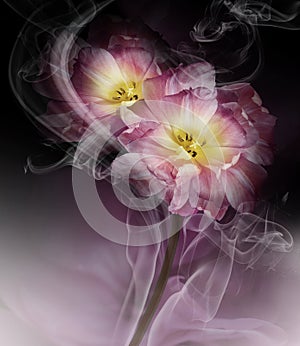 Yellow-purple  tulips.Floral purple and black  background in curls of smoke. Close-up.